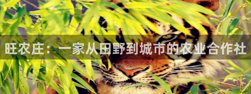 单机pg电子游戏