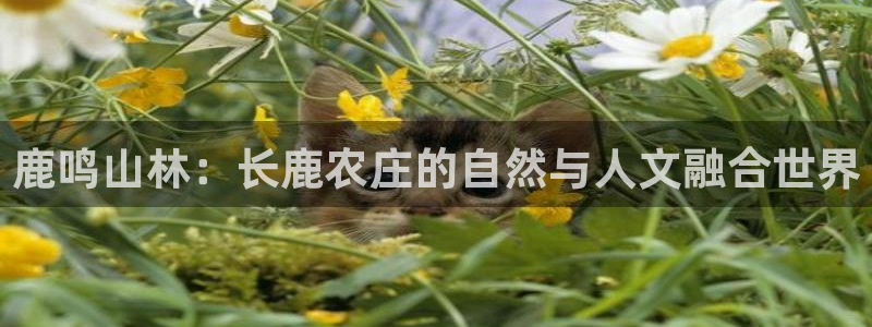 pg电子网址是多少