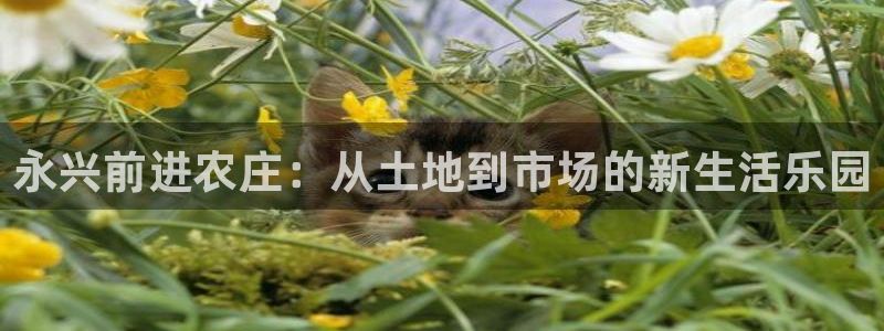 电子类pg是什么意思