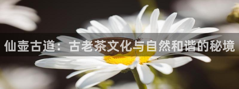 电子pg爆分视频