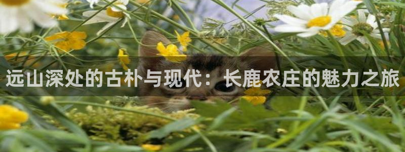 体育娱乐入口pg电子