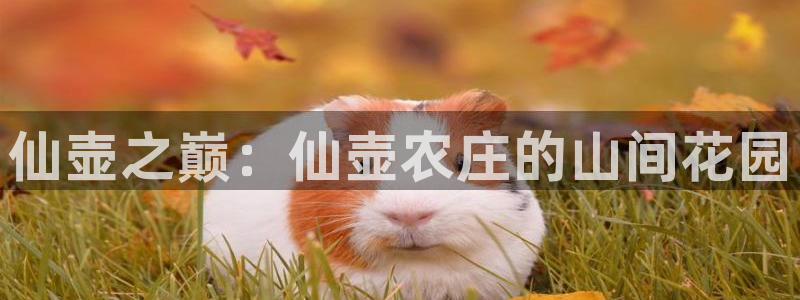 pg电子怎么赚钱
