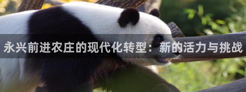 pg电子金猪抱财视频