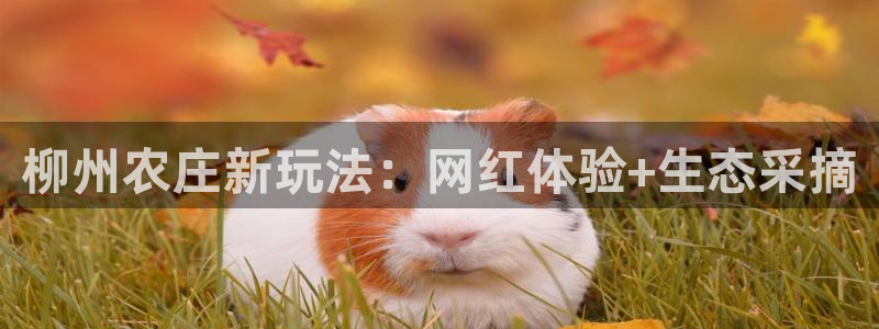 PG电子麻将胡了漏洞